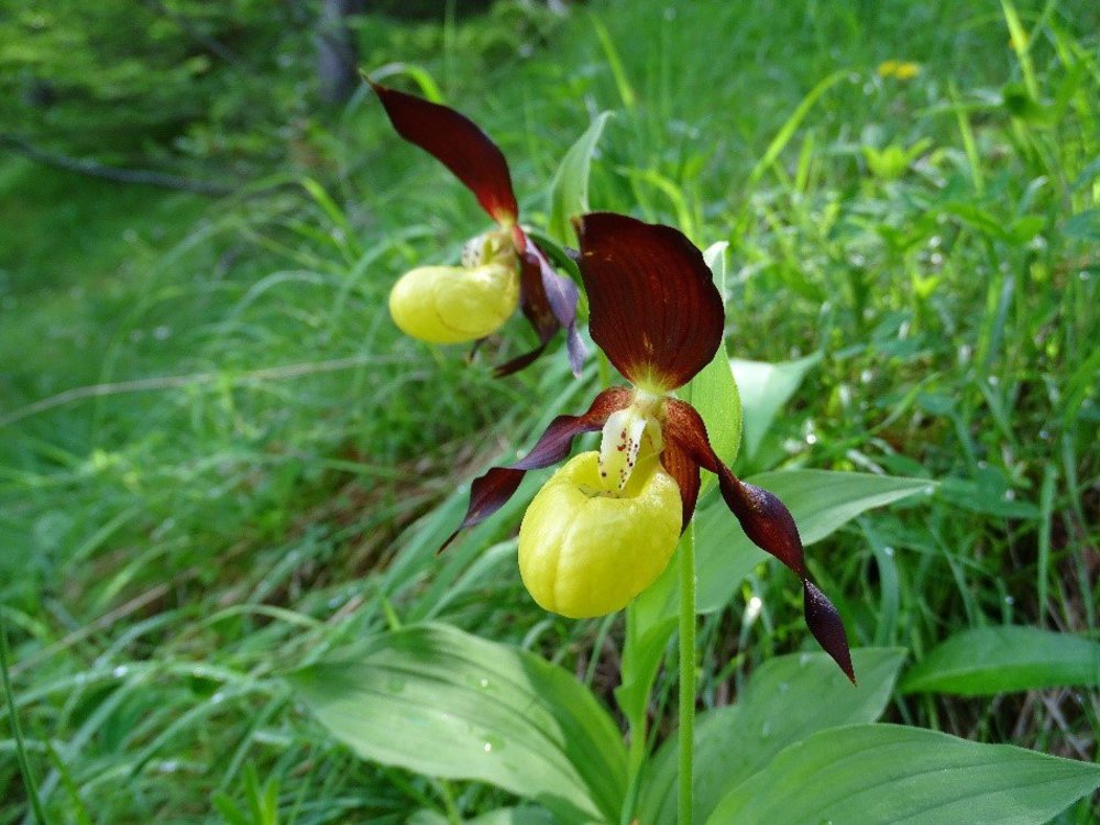 Quelques orchidées sauvages de la Région Auvergne-Rhône-Alpes |  ECHOSCIENCES - Loire