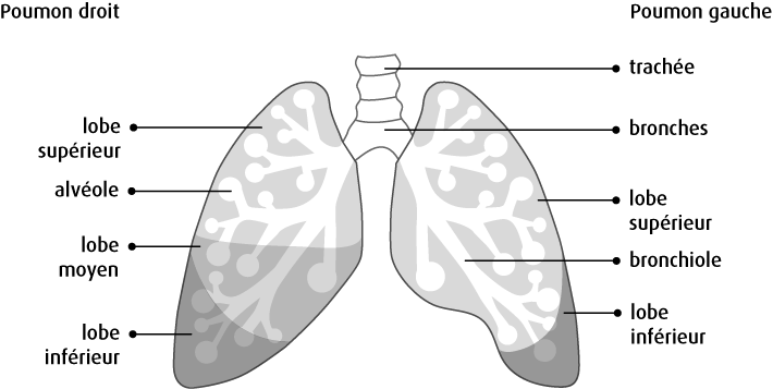 Structure des poumons